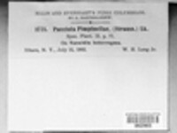 Puccinia pimpinellae image